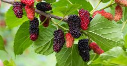 Plot 4: Jamun